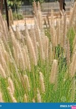 夏目ベンケイ汉化