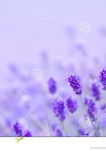 夏目ベンケイ汉化