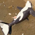 Cetacean unbirth