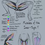Tutorial Anatomy: Muscles of the inner thigh by rinayun