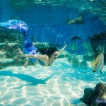 the mermaid is in the aquarium by yagigoya
