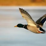 飞鸭-flyingduck