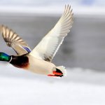 飞鸭-flyingduck