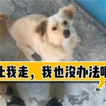 domestic dog m男