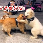domestic dog m男