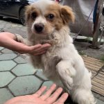 domestic dog m男
