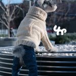 domestic dog m男