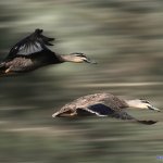 飞鸭-flyingduck