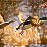 飞鸭-flyingduck
