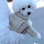 domestic dog m男