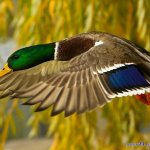飞鸭-flyingduck
