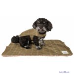 pet life tập 1