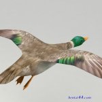 飞鸭-flyingduck