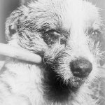 domestic dog m男
