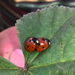 ladybug and catnoir having sex