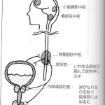 排尿