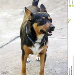 c99 black dog