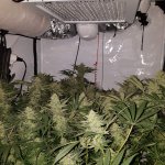 c99 black dog