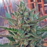 c99 black dog