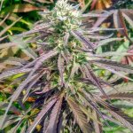c99 black dog