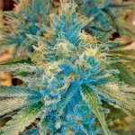 c99 black dog