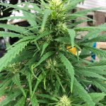 c99 black dog