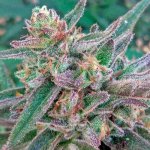 c99 black dog
