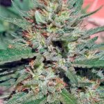 c99 black dog