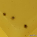 skyzen寄生虫