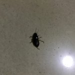 skyzen寄生虫