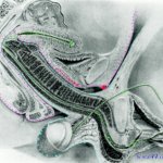 xray hentai of penis inside vagina