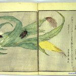 喜多川 本子