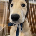 犬との戯れ漫画