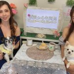 风间由美犬