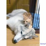 犬との戯れ漫画