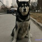 风间由美犬