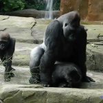 gorilla fuck girl hentai