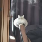 何かいるっ