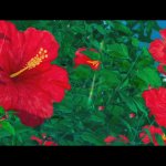garden takamine ke ep1