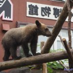 野良ヒグマ 銭湯