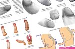 Penis tutorial by krisCrash