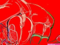 Searching for hentai gif