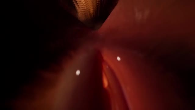 Oral Service for the Wolf Huntress