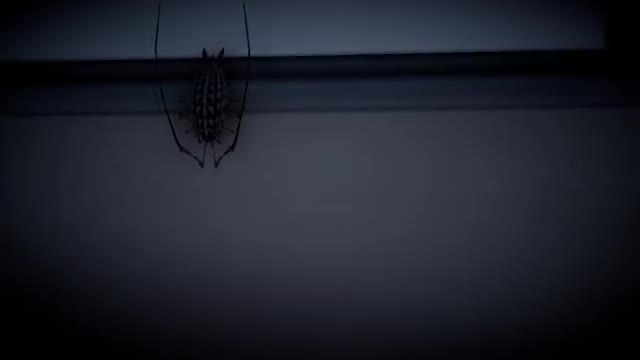 [TSOF 402] Kangxi Insect and Tentacles + Special