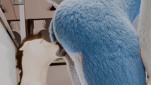 Butt smothering husky