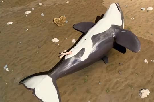 Cetacean unbirth