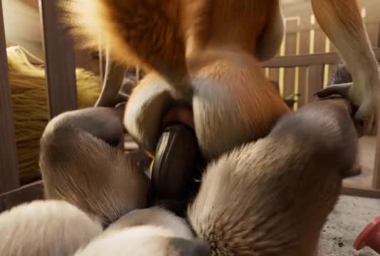 Donkey and Dog (H0rs3)
