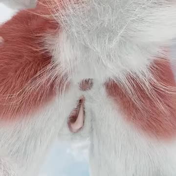 Furry analvore POV