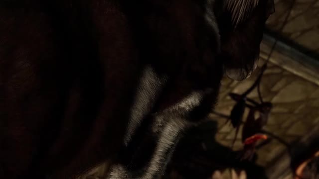 Horsing around HD