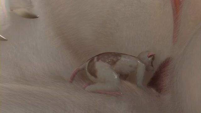 Room for three (unbirth, vore)